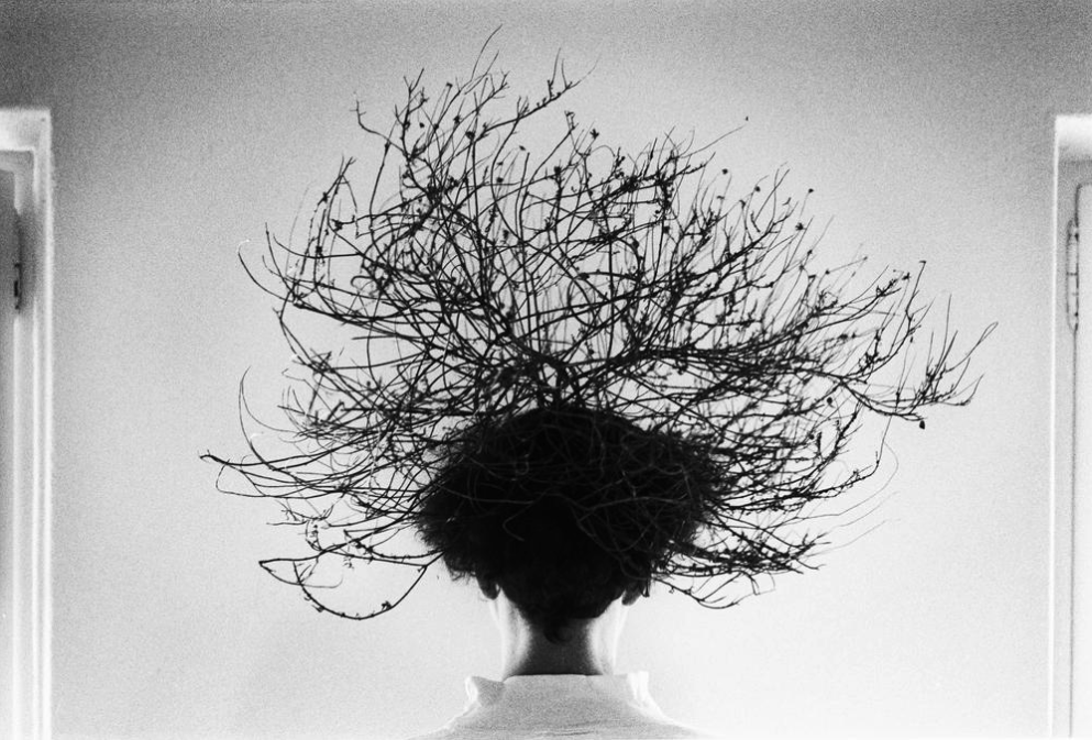 Sans titre (Tête et branche)